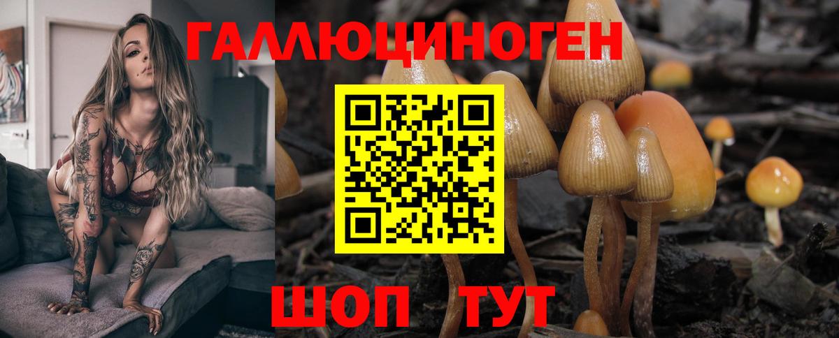Псилоцибиновые грибы Psilocybine cubensis Нижний Тагил
